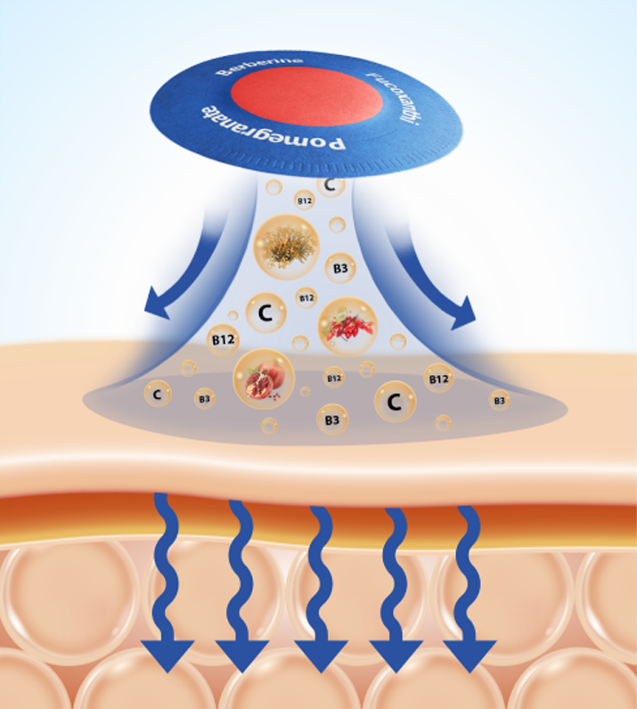 How berberine works in your organism.